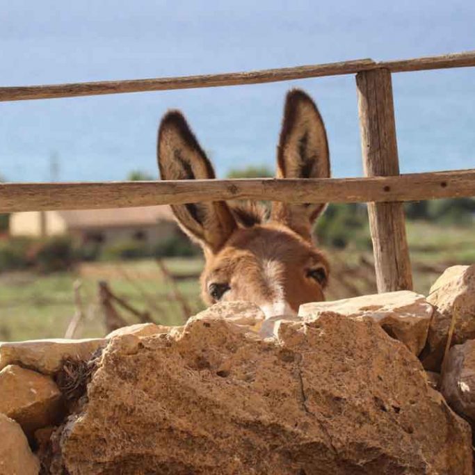 Donkey in Cofano national park