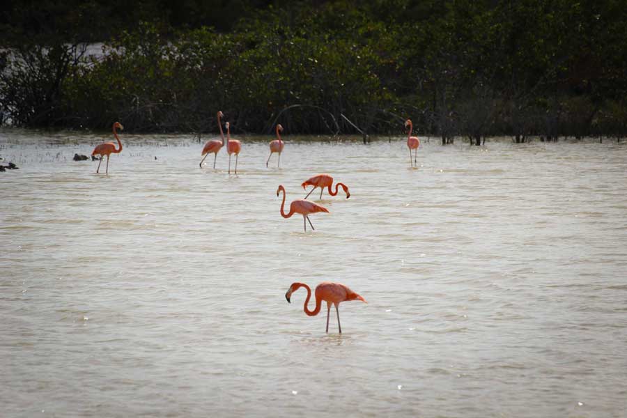 Flamingos at taylor bay